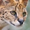 Stealthy Serval